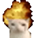 CatExplode