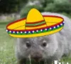 ZucchiniGOAT