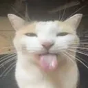 straywashere