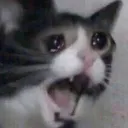 TGC_catrage