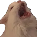 TGC_catscream