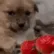 DogScared
