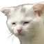 tiredcat