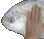 fishpat