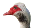 gooseeye