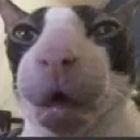bingus