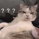 cattowut