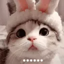 cattospeechless cattospeechless