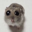 :hamstersob: