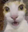 Cat_Gato_oohh_DC Cat_Gato_oohh_DC