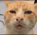 huhcat