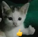 thumbsup thumbsup