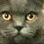 z_catglare