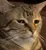 z_WeirdCat