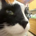 ccat_sigma ccat_sigma