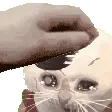 vayron_pet