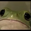 frog_sad