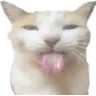 Catsilly