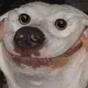 ecoDoggyFlipped