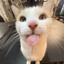 Bleh