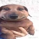handdog
