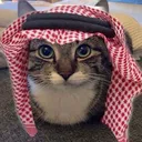 halalcat halalcat