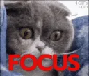 focus
