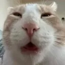 cat cat