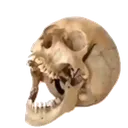 AHHH_Skull AHHH_Skull