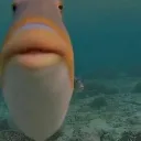 Myreaction