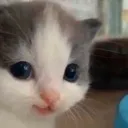 FS_7hehecat