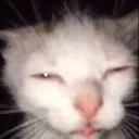 ublugh