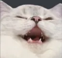 Catcat catcat Discord Emoji