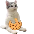 catSitCookie