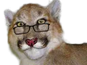cassi
