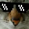 coolkat