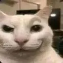 catsmirks Discord Emoji