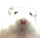 hamstare