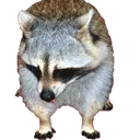 sad_raccoon