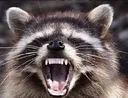 Raccoon2