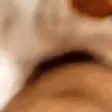 CATNOM CATNOM