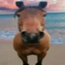 orse