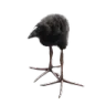 zorpalod zorpalod