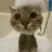catbath