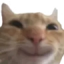 catsmilied catsmilied