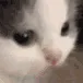 catDramatic