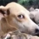 DCH_sideeyedog