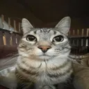stare
