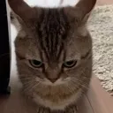 c_angiecat Discord Emoji