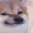 dogesh dogesh